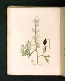 Title: Embothrium silaifolium [Cut-leaved embothrium]. | Date: 1793 | Technique: engraving, printed in black ink, from one copper plate; hand-coloured