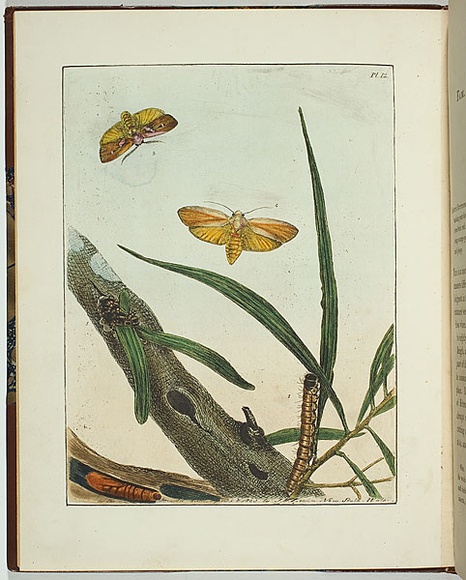 Artist: b'Lewin, J.W.' | Title: b'Cryptophasa rubescens.' | Date: 05 April 1803 | Technique: b'etching, printed in black ink, from one copper plate; hand-coloured' Artist: b'Lewin, J.W.' | Title: b'Cryptophasa rubescens.' | Date: 05 April 1803 | Technique: b'etching, printed in black ink, from one copper plate; hand-coloured'