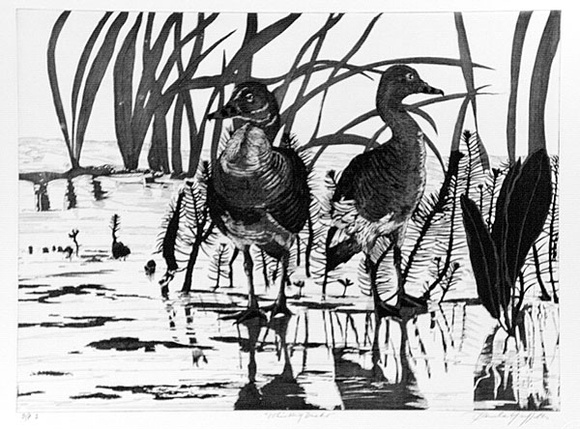 Artist: b'GRIFFITH, Pamela' | Title: b'Whistling ducks' | Date: 1989 | Technique: b'hardground-etching and aquatint, printed in black ink, from one copper plate' | Copyright: b'\xc2\xa9 Pamela Griffith' Artist: b'GRIFFITH, Pamela' | Title: b'Whistling ducks' | Date: 1989 | Technique: b'hardground-etching and aquatint, printed in black ink, from one copper plate' | Copyright: b'\xc2\xa9 Pamela Griffith'