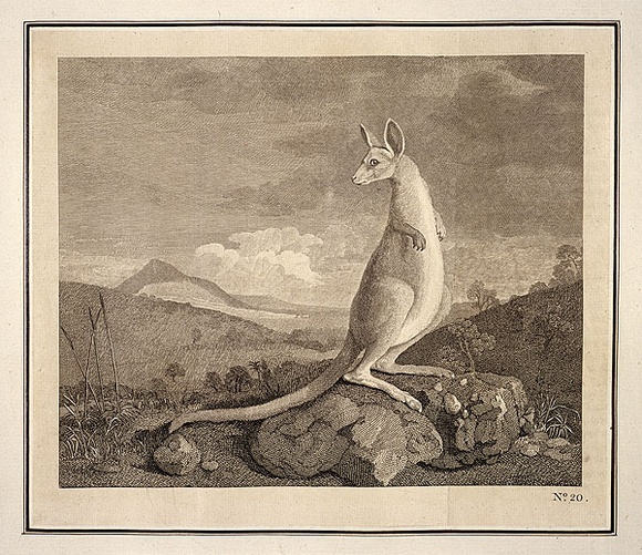 Title: b'An animal found on the coast of New Holland called Kanguroo' | Date: 1773 | Technique: b'line-engraving, printed in black ink, from one copper plate' Title: b'An animal found on the coast of New Holland called Kanguroo' | Date: 1773 | Technique: b'line-engraving, printed in black ink, from one copper plate'