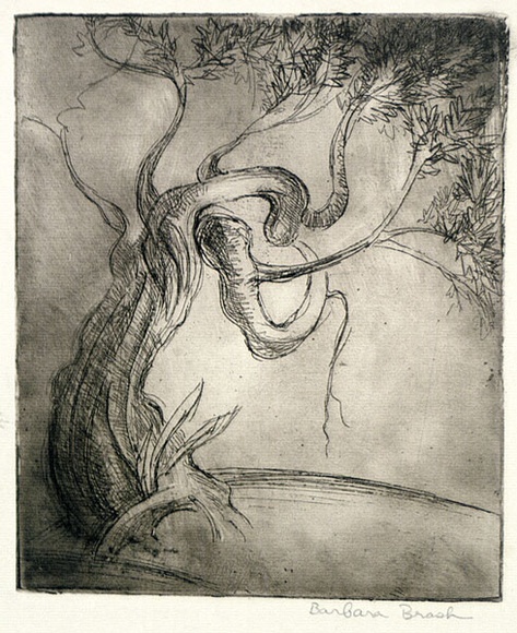 Artist: b'Brash, Barbara.' | Title: b'(Tree).' | Date: 1950s | Technique: b'etching, printed in brown ink with plate-tone, from one plate' Artist: b'Brash, Barbara.' | Title: b'(Tree).' | Date: 1950s | Technique: b'etching, printed in brown ink with plate-tone, from one plate'
