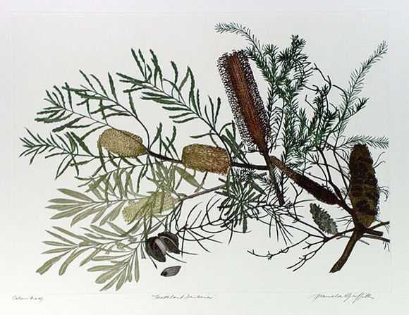 Artist: b'GRIFFITH, Pamela' | Title: b'Heathland Banksia' | Date: 1989 | Technique: b'hard ground, aquatint, burnishing, hand tinting' | Copyright: b'\xc2\xa9 Pamela Griffith' Artist: b'GRIFFITH, Pamela' | Title: b'Heathland Banksia' | Date: 1989 | Technique: b'hard ground, aquatint, burnishing, hand tinting' | Copyright: b'\xc2\xa9 Pamela Griffith'