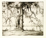 Artist: Ragless, Max. | Title: Twisted branches | Date: 1935 | Technique: drypoint, printed in warm black ink with plate-tone, from one plate | Copyright: © Max Ragless
