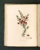 Title: Styphelia tubiflora [Crimson styphelia]. | Date: 1793 | Technique: engraving, printed in black ink, from one copper plate; hand-coloured