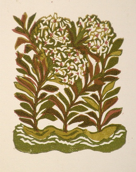 Artist: b'OGILVIE, Helen' | Title: b'Greeting card: Christmas, Rice Flower' | Technique: b'linocut, printed in colour, from multiple blocks' Artist: b'OGILVIE, Helen' | Title: b'Greeting card: Christmas, Rice Flower' | Technique: b'linocut, printed in colour, from multiple blocks'