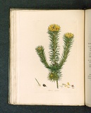 Title: Pultenaea stipularis [Scaly pultenaea]. | Date: 1793 | Technique: engraving, printed in black ink, from one copper plate; hand-coloured