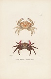 Title: Crabe bronzé. Grapse peint. | Date: 1825 | Technique: etching, printed in colour, from one plate; hand coloured