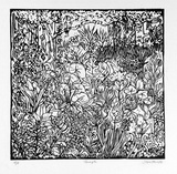 Artist: Allen, Joyce. | Title: Jungle. | Date: 1986 | Technique: linocut, printed in black ink, from one block