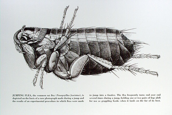 Artist: b'Gibbs, Denyse.' | Title: b'Document 3' | Date: 1973 | Technique: b'photo-screenprint, printed in brown ink, from one stencil; decal lettering' | Copyright: b'This work appears on screen courtesy of the artist and copyright holder' Artist: b'Gibbs, Denyse.' | Title: b'Document 3' | Date: 1973 | Technique: b'photo-screenprint, printed in brown ink, from one stencil; decal lettering' | Copyright: b'This work appears on screen courtesy of the artist and copyright holder'