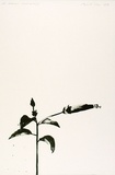 Artist: ROSE, David | Title: Hibiscus (next morning) | Date: 1974 | Technique: lithograph, printed in black ink, from one zinc plate