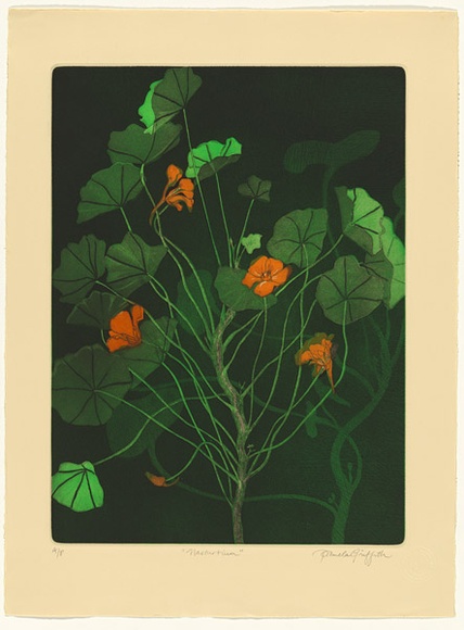 Artist: b'GRIFFITH, Pamela' | Title: b'Nasturtium' | Date: 1984 | Technique: b'hardground-etching and aquatint, printed in colour, from two zinc plates' | Copyright: b'\xc2\xa9 Pamela Griffith' Artist: b'GRIFFITH, Pamela' | Title: b'Nasturtium' | Date: 1984 | Technique: b'hardground-etching and aquatint, printed in colour, from two zinc plates' | Copyright: b'\xc2\xa9 Pamela Griffith'