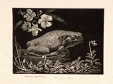Artist: LINDSAY, Lionel | Title: The garden frog | Date: 1924 | Technique: wood-engraving, printed in black ink, from one block | Copyright: Courtesy of the National Library of Australia