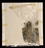 Artist: Arbuz, Mark. | Title: Disposable glove with birdseed: from the portfolio Rare birds with sticky wings. | Date: 1978 | Technique: collage of birdseed