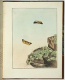 Artist: Lewin, J.W. | Title: Lithosa replana | Date: 12 May 1803 | Technique: etching, printed in black ink, from one copper plate; hand-coloured