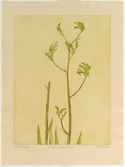 Artist: b'GRIFFITH, Pamela' | Title: b'Anigonsanthos Veridis' | Date: 1978 | Technique: b'soft ground, aquatint printed in green ink, from one zinc plate' | Copyright: b'\xc2\xa9 Pamela Griffith' Artist: b'GRIFFITH, Pamela' | Title: b'Anigonsanthos Veridis' | Date: 1978 | Technique: b'soft ground, aquatint printed in green ink, from one zinc plate' | Copyright: b'\xc2\xa9 Pamela Griffith'