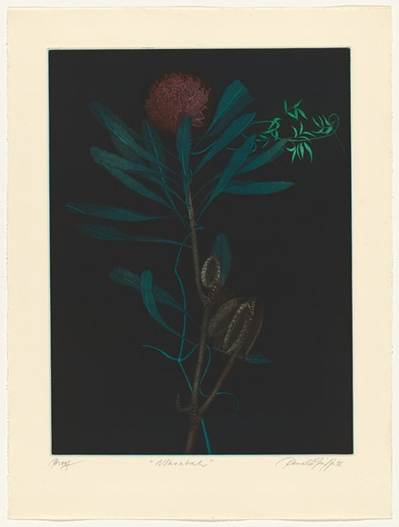Artist: b'GRIFFITH, Pamela' | Title: b'Waratah' | Date: 1982 | Technique: b'hardground-etching, aquatint and burnishing, printed in colour, from two zinc plates' | Copyright: b'\xc2\xa9 Pamela Griffith' Artist: b'GRIFFITH, Pamela' | Title: b'Waratah' | Date: 1982 | Technique: b'hardground-etching, aquatint and burnishing, printed in colour, from two zinc plates' | Copyright: b'\xc2\xa9 Pamela Griffith'