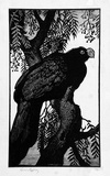 Artist: LINDSAY, Lionel | Title: Prince Albert's Curassow | Date: 1935 | Technique: wood-engraving, printed in black ink, from one block | Copyright: Courtesy of the National Library of Australia