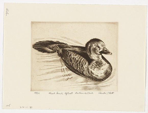 Artist: b'PLATT, Austin' | Title: b'Musk duck afloat, Centennial Park' | Date: 1981 | Technique: b'etching, printed in black ink, from one plate' Artist: b'PLATT, Austin' | Title: b'Musk duck afloat, Centennial Park' | Date: 1981 | Technique: b'etching, printed in black ink, from one plate'