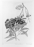 Artist: GRIFFITH, Pamela | Title: Bloodwood Blossoms | Date: 1989 | Technique: hardground-etching and aquatint, printed from one copper plate; additional hand-tinting | Copyright: © Pamela Griffith