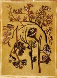 Artist: OGILVIE, Helen | Title: Eucalyptus Seed Pods. | Date: 1953 | Technique: linocut, printed in colour, from multiple blocks
